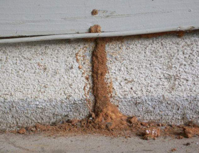 Returning to your winter home:  Check for termites